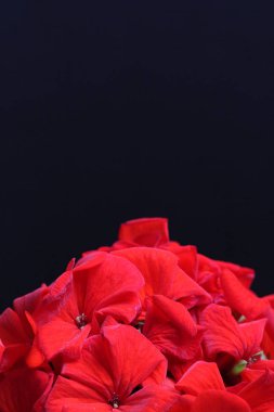 Siyah arka planda parlak kırmızı bir çiçek buketi. Tatil için tebrik konsepti, dikey çerçeve..