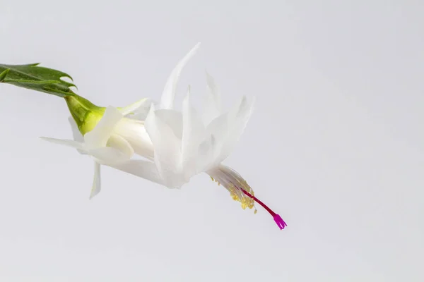 Schlumbergera or Christmas cactus or Thanksgiving cactus white on a white background, close-up, place for text.