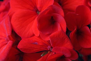 Arka plan olarak parlak kırmızı bir çiçek buketi. Tatil için tebrik konsepti.. 