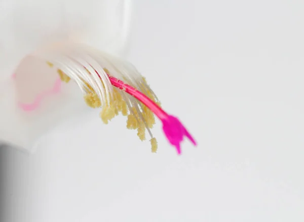 Schlumbergera or Christmas cactus or Thanksgiving cactus white on a white background, close-up, place for text.