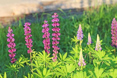 Bahar mevsimi arka planı, farklı renklerde lupinler vahşi, parlak doğal renkler..