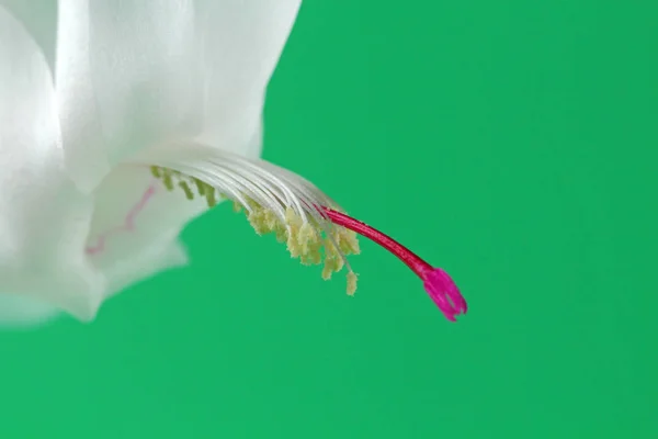 Schlumbergera or Christmas cactus or Thanksgiving cactus white on a black background, close-up, place for text.