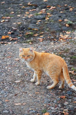 Kırmızı yaşlı kedi bölgesini kontrol ediyor, hayvanlar..