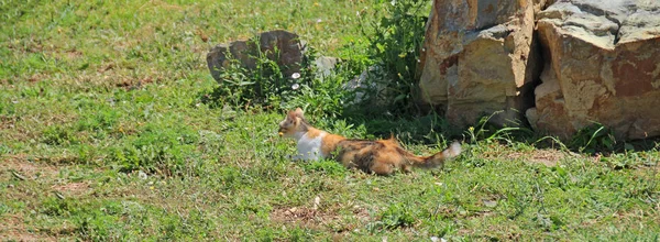 Бездомный Трехцветный Кот Готовится Прыжку Животные — стоковое фото