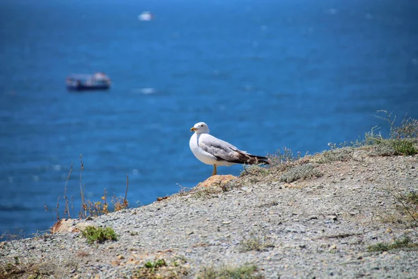 Чайка на скелястому березі на тлі моря, розмитий фон, вибірковий фокус. — стокове фото