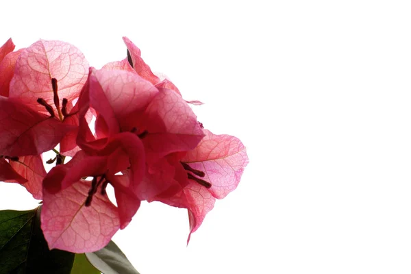 Los saludos de San Valentín - las flores rosadas de la buganvilla el primer plano sobre el fondo blanco, el lugar para el texto . — Foto de Stock