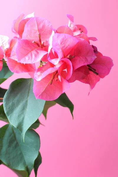 Valentijnsdag groeten - roze bougainvillea bloemen close-up op een roze achtergrond, plaats voor tekst. — Stockfoto