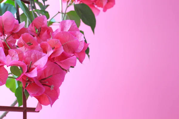 Bougainvillea kwiaty na różowym tle zbliżenie, miejsce na tekst lub gratulacje — Zdjęcie stockowe