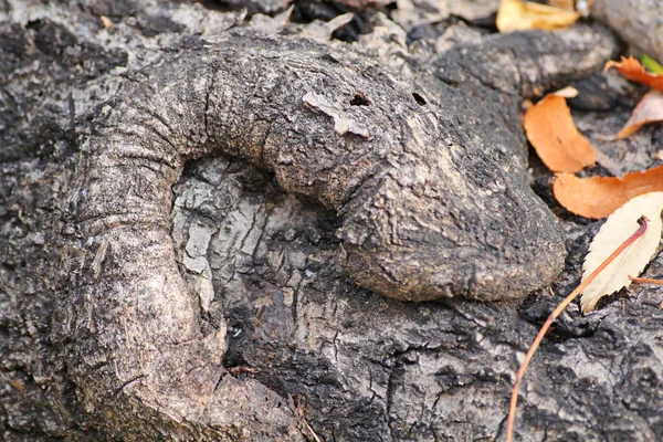 Bark Old Tree Bizarre Shape Background Close — Stock Photo, Image