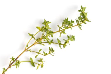 Beyaz arka planda taze kekik, yakın plan, düz yatak, üst görünüm.