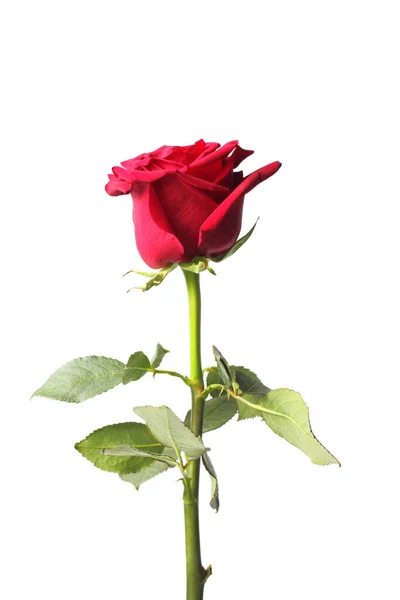 Piros Rózsa Fehér Háttérrel Közelkép Izolátum — Stock Fotó
