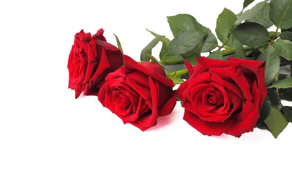 Csokor Három Vörös Rózsa Fehér Alapon Másolás Tér Közelkép Izolátum — Stock Fotó