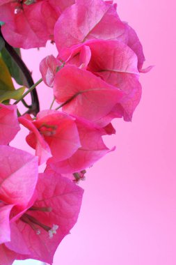 Pembe arkaplanda Bougainvillea çiçekleri, kopyalama alanı, mesaj için yer veya tebrikler