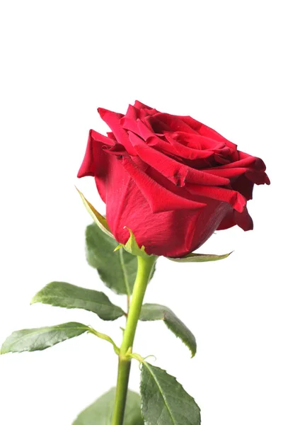 Czerwona Róża Białym Tle Zbliżenie Izolat — Zdjęcie stockowe