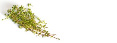 Beyaz arkaplanda kekik filizleri, yakın çekim, düz alan, kopyalama alanı, üst görünüm.