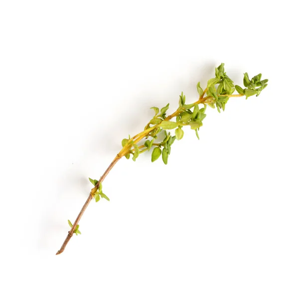 Sprig Fresh Thyme White Background Közelkép Lapos Laikus Felülnézet — Stock Fotó