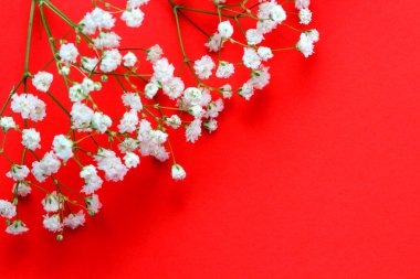 Bahar konsepti Kırmızı arka planda çingene çiçekleri, yakın plan. Düz konum, üst görünüm, kopyalama alanı.