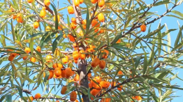 Bright Ripe Sea Buckthorn Tree Branches Blue Sky Close — Stock Video