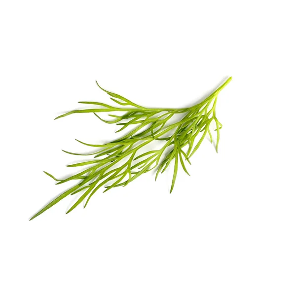 Sprig Fresh Dill Closeup White Background Isolate Flat Lay Top — Stock Photo, Image