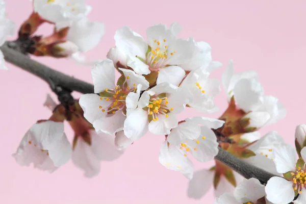 若い枝に繊細な桜の花 クローズアップ ピンクの背景 春のコンセプト — ストック写真