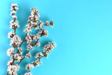 Mavi arka planda kiraz çiçekli dallar, bahar konsepti, yakın plan. Düz konum, üst görünüm, kopyalama alanı.