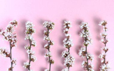 Pembe arka planda çiçek açan kiraz dalları, yakın plan. Bahar konsepti Düz konum, üst görünüm, kopyalama alanı.