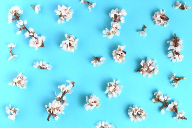 Mavi arka planda çiçek açan kiraz dalları, yakın plan, desen. Bahar çiçekleri bileşimi.