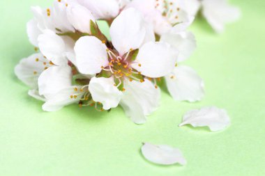 Yeşil arka planda kiraz dalları ve çiçekler, yakın plan. Bahar konsepti.