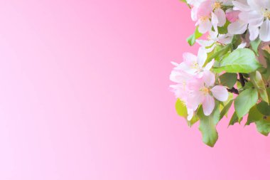 Pembe arka planda meyve ağaçları, yakın plan. Anneler Günü ya da düğün kartı konsepti, kopyalama alanı. 