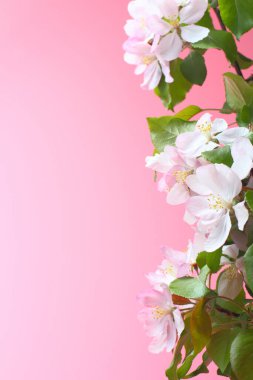 Pembe arka planda meyve ağaçları, yakın plan. Anneler Günü ya da düğün kartı konsepti, kopyalama alanı. 