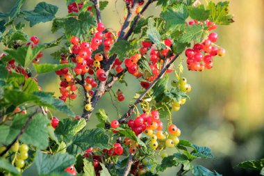 Kırmızı üzümlü çalılar, yakın plan, parlak güneş ışığı..