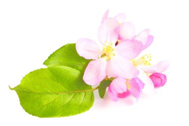 Elma ağacının pembe çiçeklerinin yakın plan kompozisyonu, doğal ürünlerin etiketleri için boş. Beyaz arkaplan, izole et.