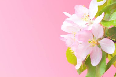 Açık pembe arka planda elma ağacı çiçekleri, tebrik kartı ya da düğün davetiyesi için boş..