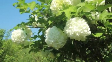 Rozeum ya da kartopu dekoratif viburum rüzgarda sallanıyor, mavi gökyüzüne yakın çekim.