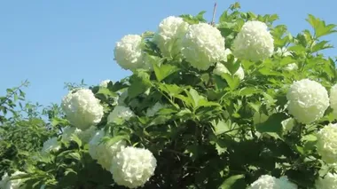 Rozeum ya da kartopu dekoratif viburum rüzgarda sallanıyor, mavi gökyüzüne yakın çekim.
