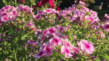 Dekoratif phlox hafif rüzgarda sallanıyor, yakın plan, pembe çiçekler gün batımında güneş altında..
