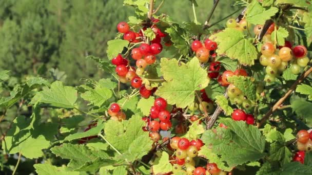 Rijp Rode Aalbessen Een Struik Het Wild Onder Felle Zon — Stockvideo