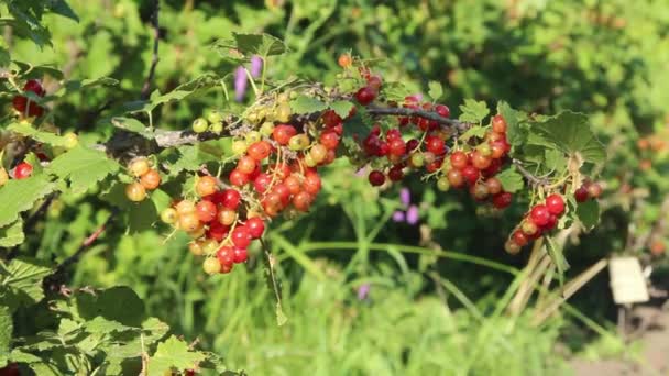 Groseilles Rouges Mûres Sur Buisson Dans Nature Sous Soleil Brillant — Video