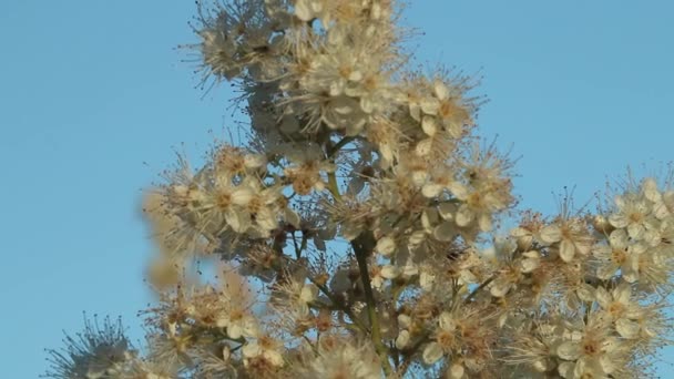 Sorbaria Sorbifolia 하늘을 배경으로 바람에 흔들리고 클로즈업 — 비디오