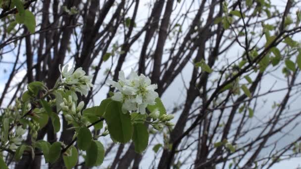 風は梨の枝を揺らし 木の枝 春のスケッチ クローズアップを背景に花を咲かせます — ストック動画