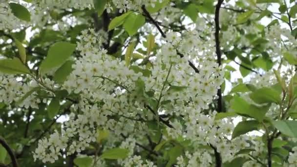 Vítr Houpe Větve Třešně Květinami Jarní Kresba Detailní Záběr — Stock video