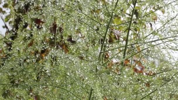 Tetes Air Setelah Hujan Asparagus Musim Gugur Angin Ringan Mengetuk — Stok Video