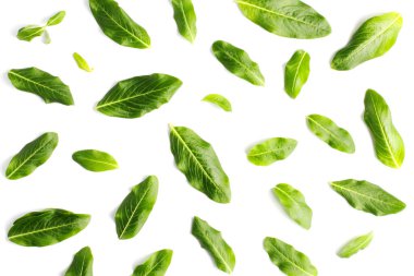 Beyaz arka planda, yakın planda, üst görüntüde egzotik bitki yaprakları deseni.