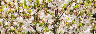 Arka planda sakura çiçekleri, yakın plan, parlak doğal renkler, geniş görüş.