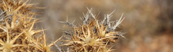 Spines Dry Tropical Plant Wide View Autumn Colors Blurred Background — Stock Photo, Image