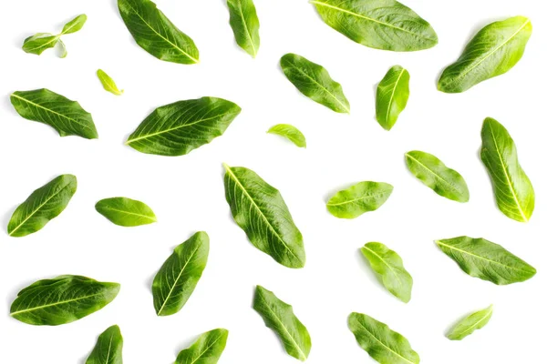 Beyaz arka planda, yakın planda, üst görüntüde egzotik bitki yaprakları deseni.