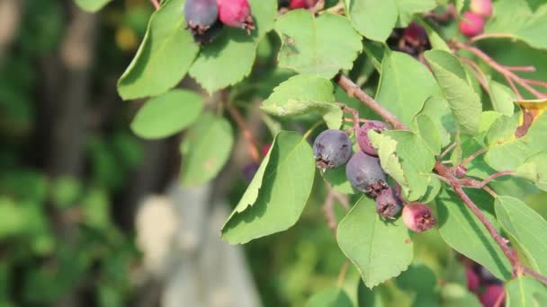 Une Branche Arbuste Avec Des Baies Mûres Oscille Dans Une — Video