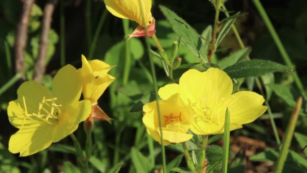 繊細な花弁を持つ明るい黄色の花は 光の風 クローズアップ 明るい日差しの中で揺れる — ストック動画