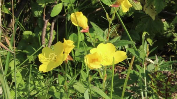 Bright Yellow Flowers Delicate Petals Sway Light Wind Close Bright — Stock Video