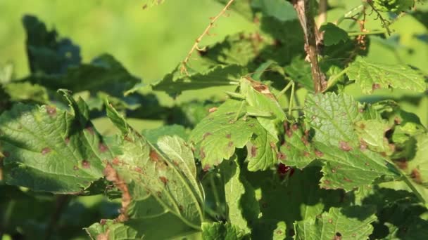 Stor Grön Gräshoppa Kryper Genom Buske Lätt Bris Sveper Bladen — Stockvideo